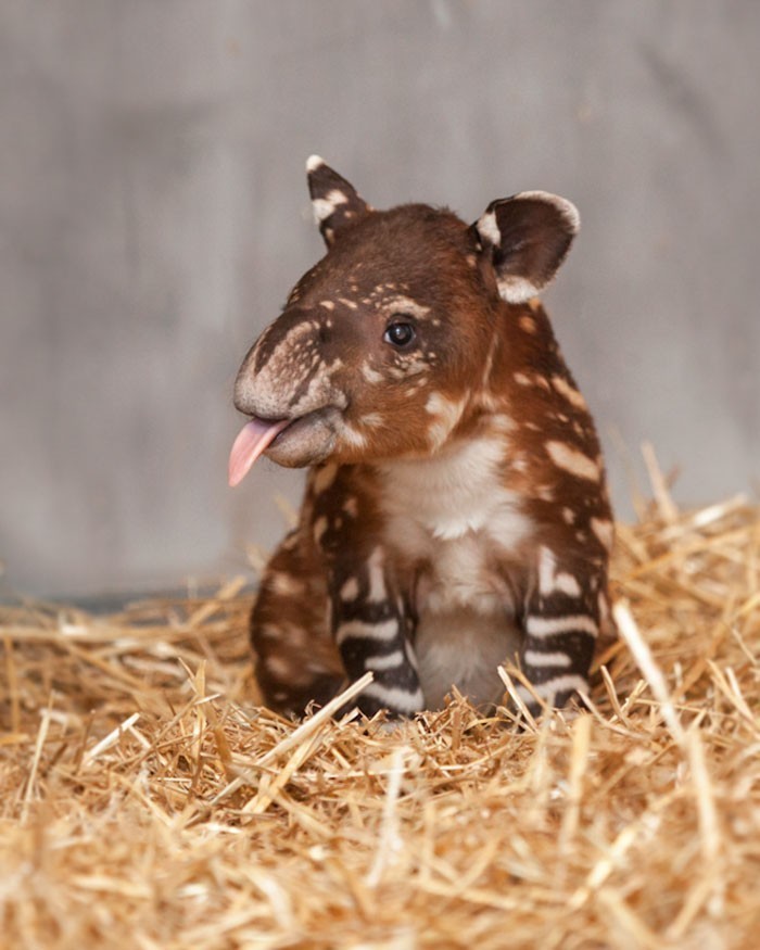 Tapir