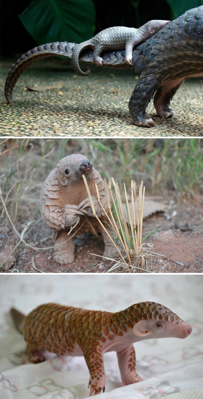 Pangolin