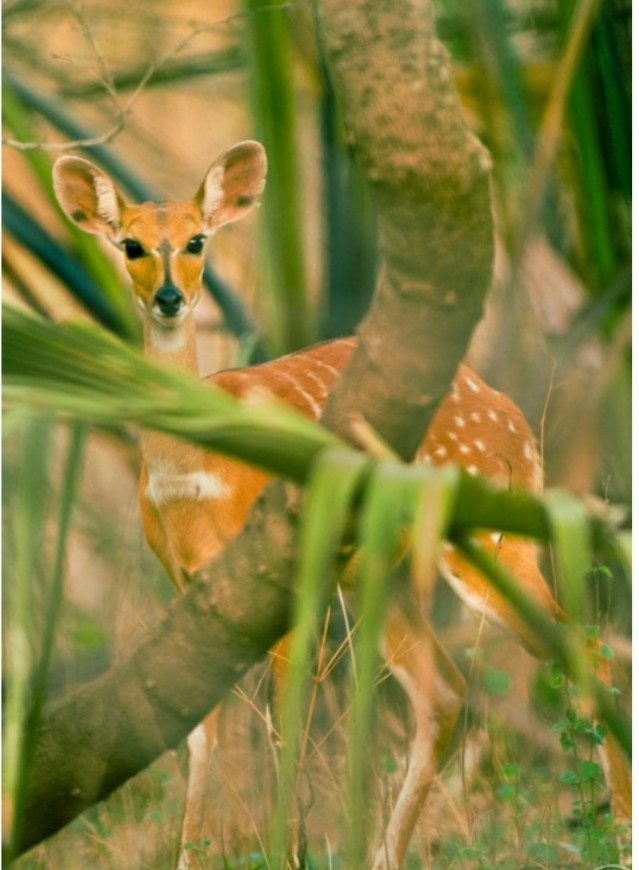 Nikolo-Koba milliy bog'i, Senegal. 2007 yildan buyon havf ostida. 