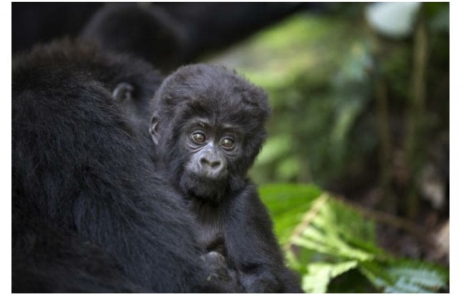 Virunga milliy bog'i, Kongo. 1994  yildan buyon havf ostida. 