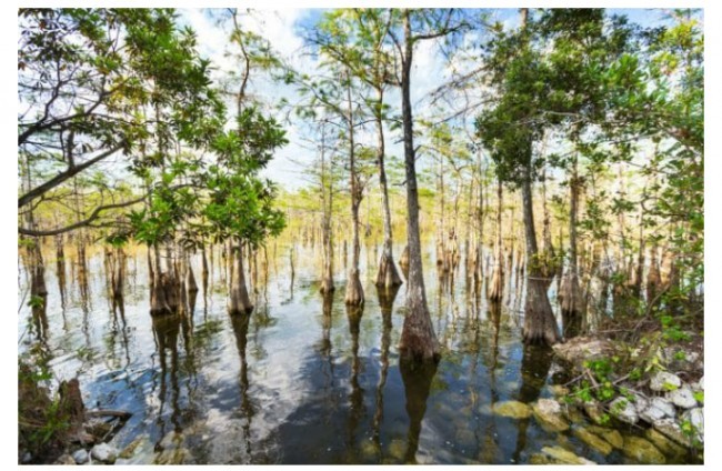 Evergleyds milliy bog'i, AQSH. 2010 yildan beri havf ostida. 