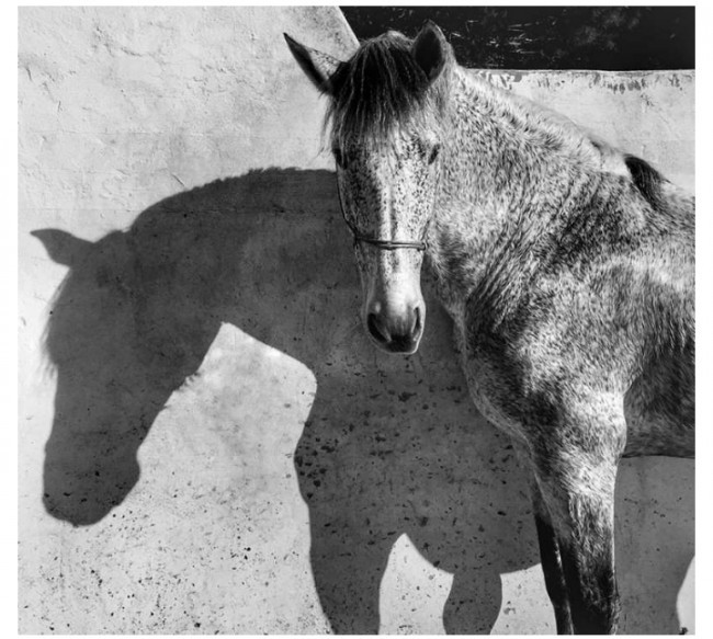 1-o'rin, " Hayvonlar"