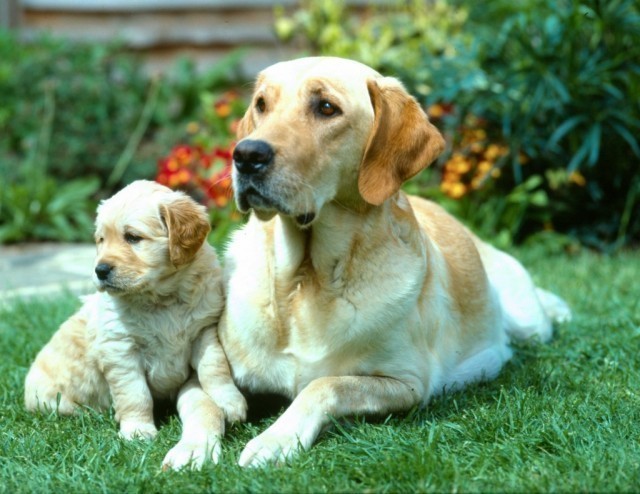 5. Urg’ochi kuchukni sterilizatsiya qilishdan oldin, unga bir marta tug’ishi kerak