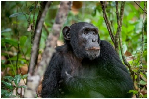 3. Yovvoyi tabiat uchun havf.