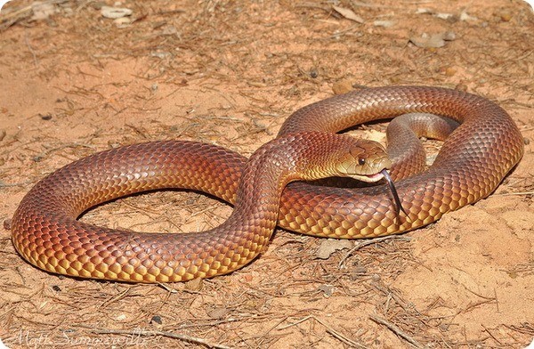 Jigar rang qirol, yoki mulga