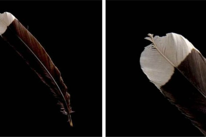 6.Yo’qolib ketgan Huia qushining pati