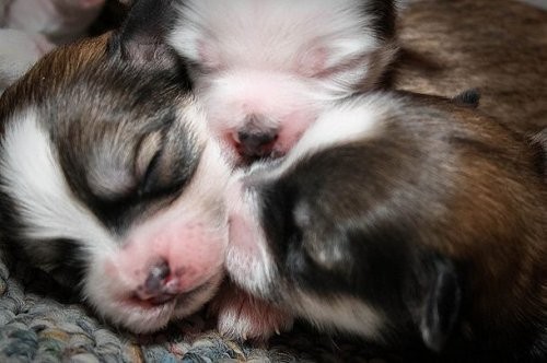 Itlar tug’ilganida ko’r va kar bo’lib tug’iladilar