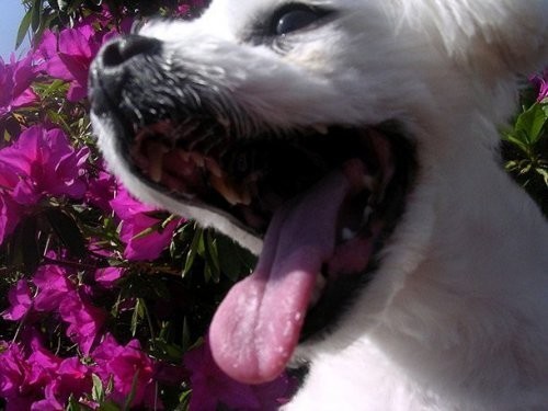 Itning og’iz bo’shlig’idan taralayotgan badbo’y hid kasallikning alomati bo’lishi mumkin