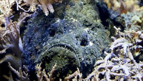 14. So’galchi yoki tosh-baliq