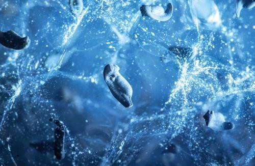 “Kichik olam” kategoriyasi