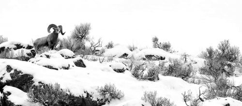 “Yosh suratkash” kategoriyasi