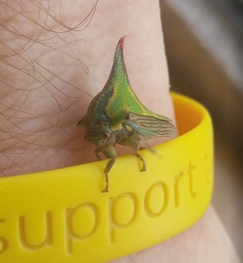 Umboniya Spinoza (Umbonia Spinosa)