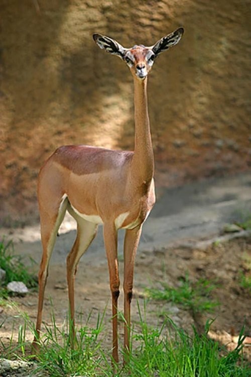  Gerenuk