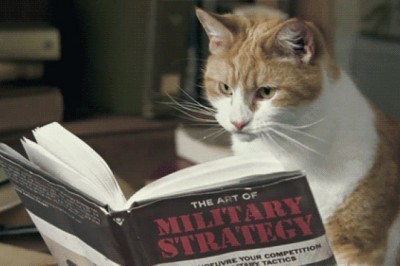 Oddiy mushuklarning qiyin o'tgan kunlari