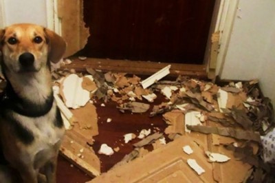 Odamlar uy hayvonlarini uylarida yolg'iz qoldirishgan edi, oqibatida mana nima sodir bo'ldi