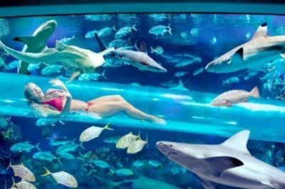 “Golden Nugget” mehmonxonasidagi akulali akvarium ichidagi suvli gorka, Las Vegas, AQSH 