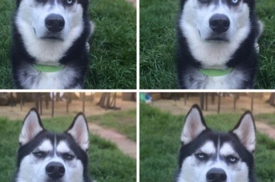 Sizlarni ko'z yoshgacha kuldira oladigan kuchuklar