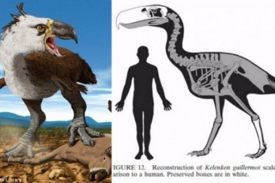 Baxtimizga tarixdan avvalgi qirilib ketgan yirtqich qushlar