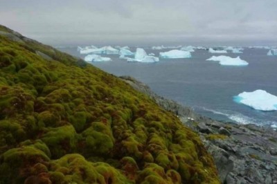 Antarktida iqlim o'zgarish sababli yashnarib ketdi.