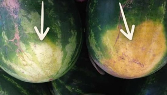 Tarvuzni qanday qilib to'g'ri tanlash: fermerlar aytib bergan tryuklar