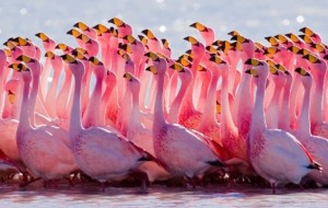 Dunyodagi ajoyib va pushti rangli flamingo qushlari haqida ajoyib malumotlar to‘plami