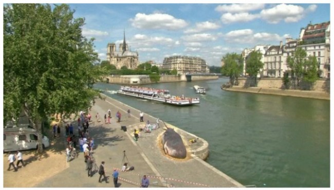 Parijning aholisi Senaning qirg'ogida "o'zini quruqlikka tashlab yuborgan kit" ni topishdi