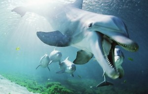 Qiziqarli dunyo: Delfinlarning qoyilmaqom qobiliyatlari