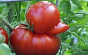 Qiziqarlii fotosuratlar: Tabiat hazili yoki noyob shakldagi meva va sabzavotlar