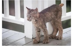 Qiziqarli dunyo: Alyaskalik yigitning uyida silovsinlar oliasi mehmonga keldi