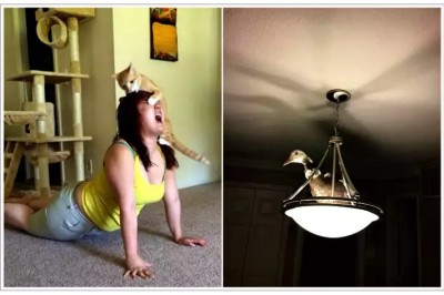 Xazil: Bezori-hayvonlar: ular o'z egalari va boshqalarni qo'rquvda ushlab turadilar. 