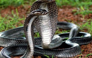 Koinotning eng zaharli va dahshatli mavjudotlari haqida bilasizmi?