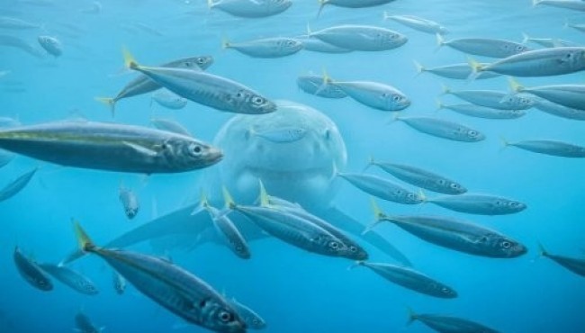 "Outdoor Photographer of the Year" fototanlovida g’olib bo’lgan betakror suratlar