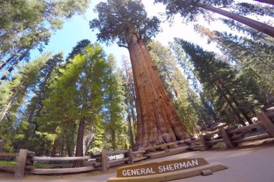 Ularning mavjud ekanligini tasavvur ham qilmagansiz: Fantastik daraxtlar reytingi