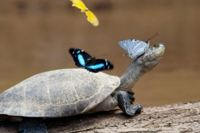 Dunyo biz bilmagan sir sinoatlarga limmo-lim. Toshbaqa ko'z yoshini kapalaklar ichadi. Bu haqda bilasizmi?