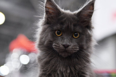 Butun dunyoga mashhur bo’lgan 5 mushuk.