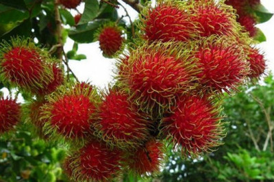 Dunyodagi eng antiqa va g‘alati mevalar