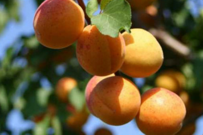 O’rik mevasining foydali hususiyatlari