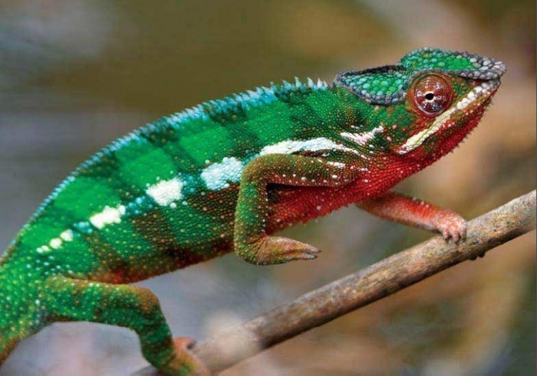 Xameleon istagan rangga kira oladi