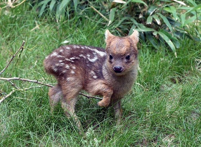 Janubiy Pudu