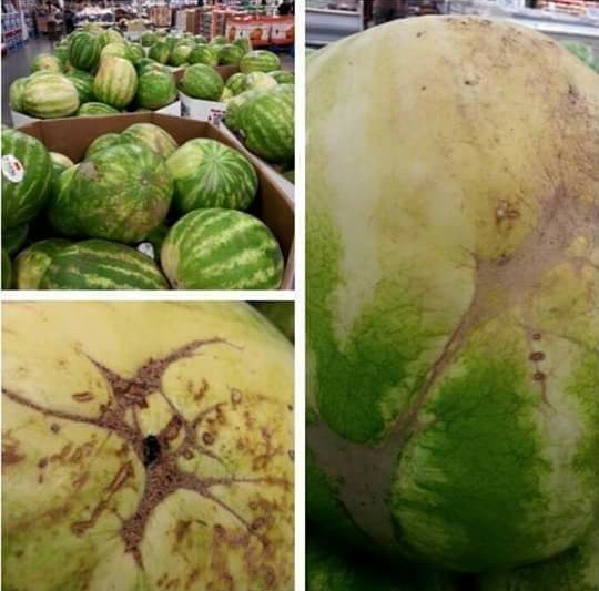 Asal ari to'rchasi bo'yicha