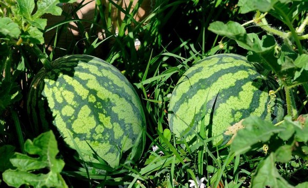 Shirin tarvuzni tanlashni o’rganamiz