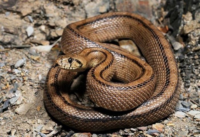 Ilonlar