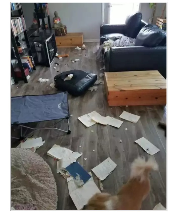 11. "Kitob o'qidim, tartib o'rnatdim, qisqasi zerikmadim!"