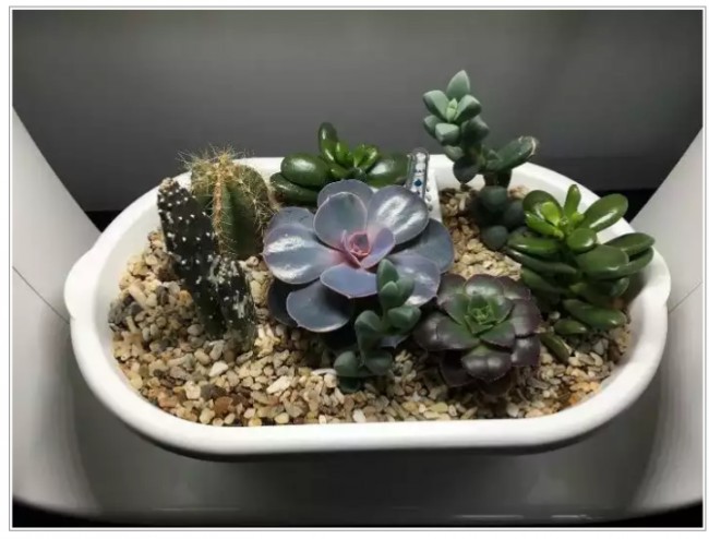 1. Spigo Indoor - svetodiodlar ostidagi uy bog'chasi