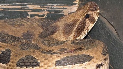 19. Zanjirli qora ilon yoki Rassela qora iloni