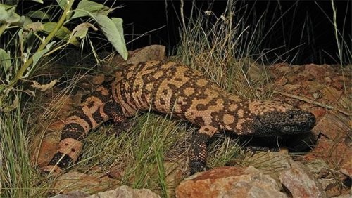 13. Arizona zahartishi