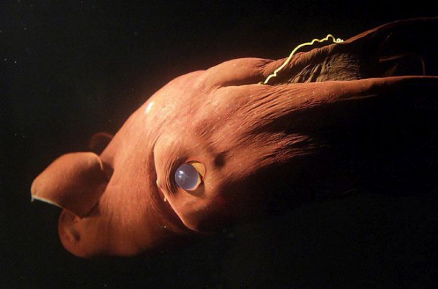 Do’zaxiy qonxo’r,  vampir.