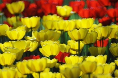 Toshkentda gullarni qayerda sotib olish mumkin?