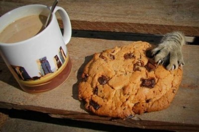 Ayni paytida tutilgan o'yinqaro o'g'ri-mushukchalar.