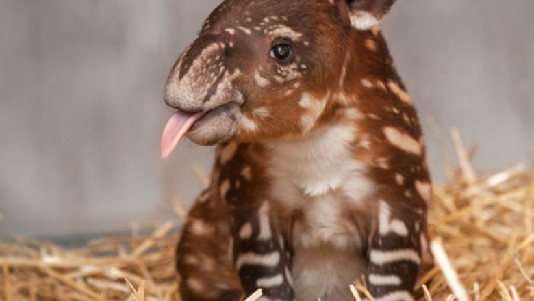 Kamdan kam  uchraydigan hayvonlarning bolalari.